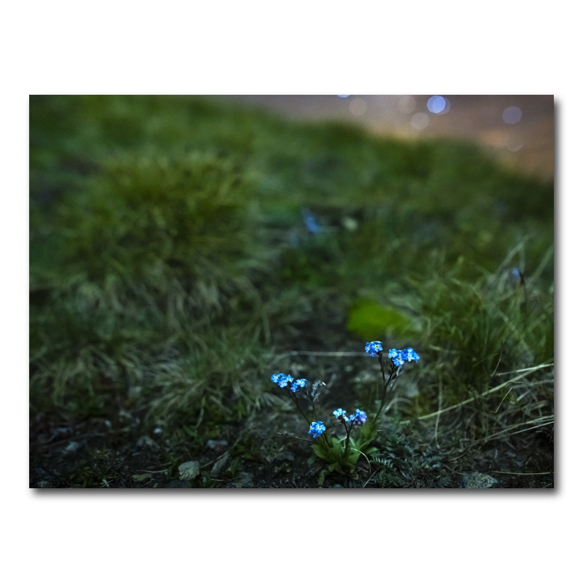 AUTO-MOCKUP WHITE | Star Studded Myosotis | 1 Piece | Gallery Wrap Canvas | group=4x3
