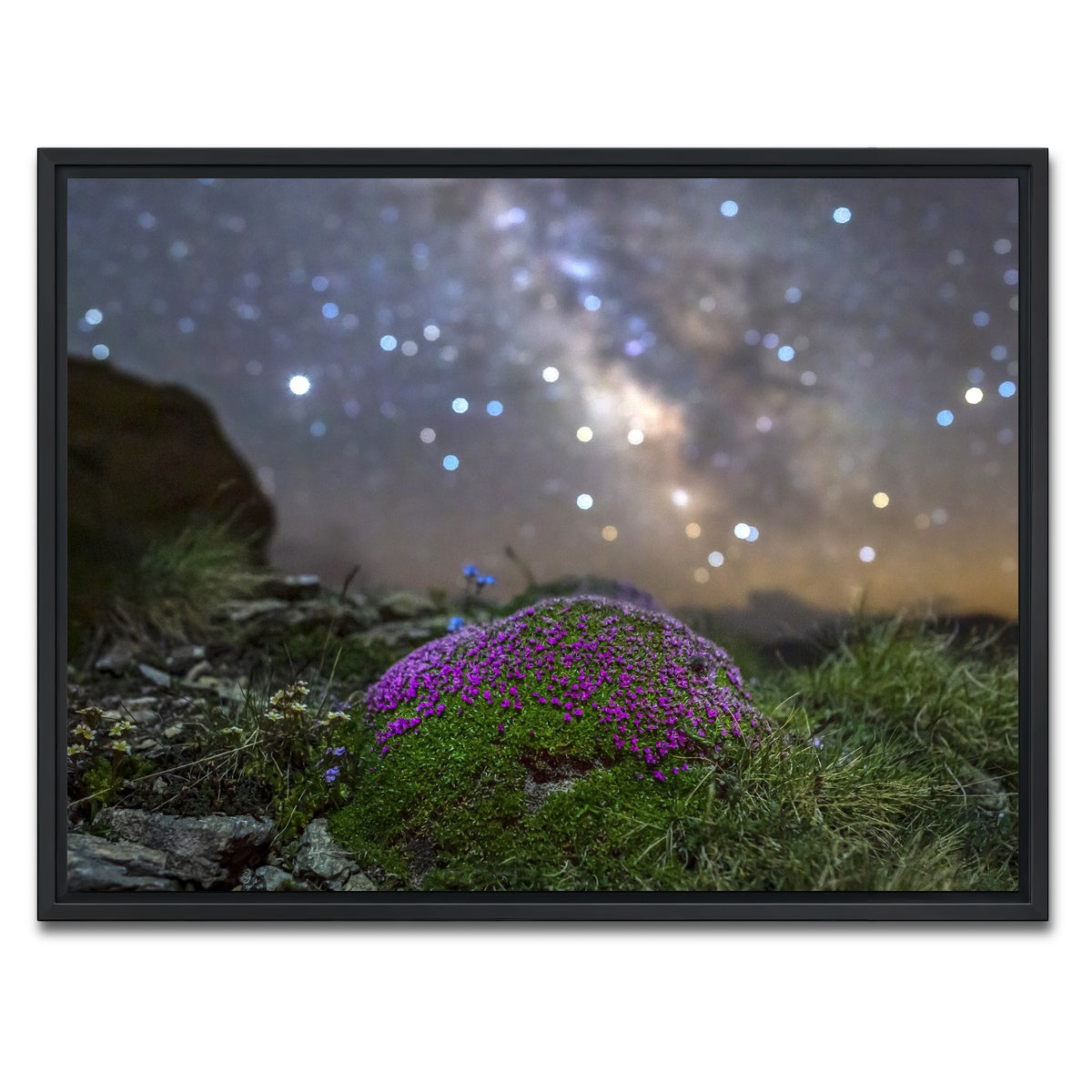 AUTO-MOCKUP WHITE | Star Studded Silene | 1 Piece | Black Framed Canvas | group=4x3