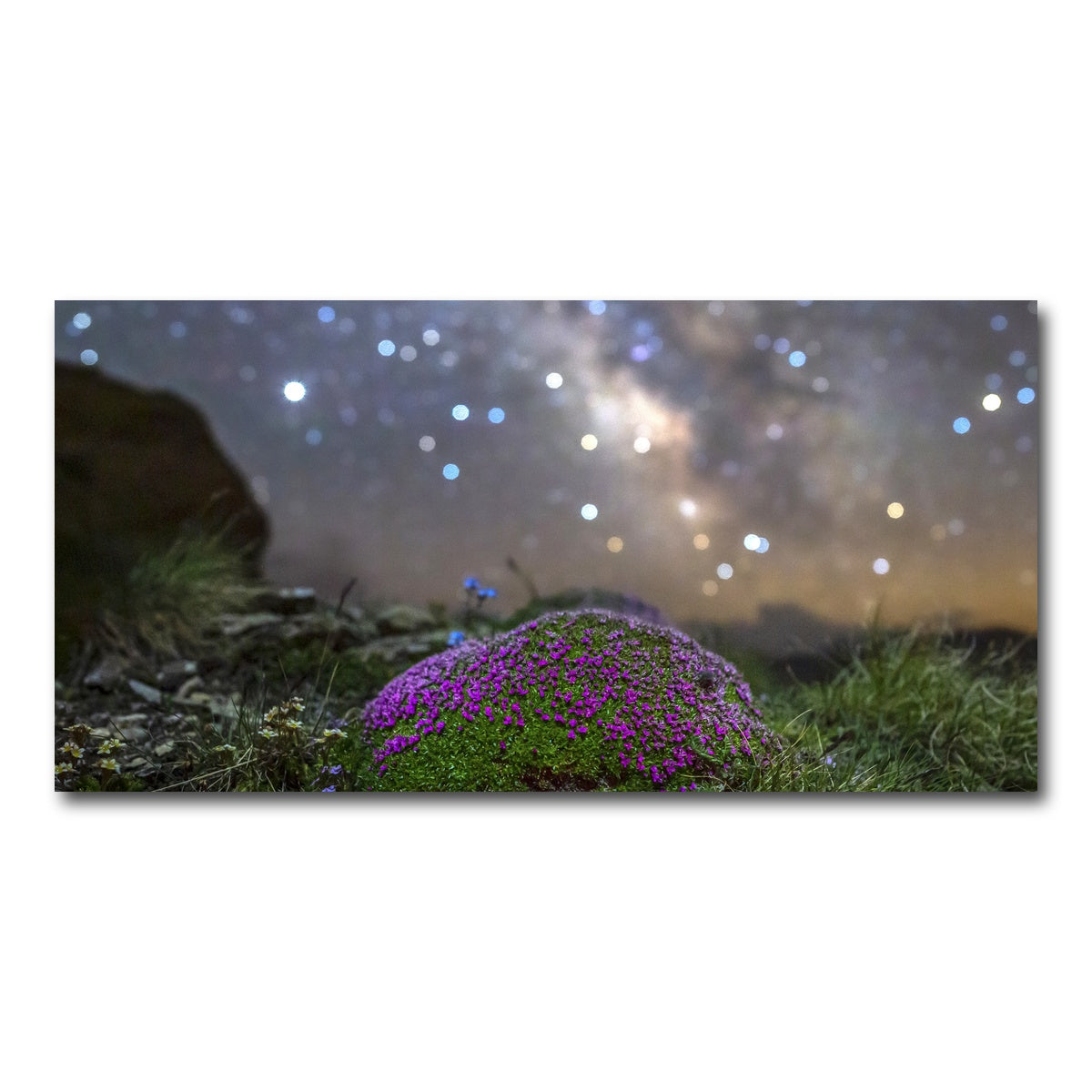 AUTO-MOCKUP WHITE | Star Studded Silene | 1 Piece | Gallery Wrap Canvas | group=2x1