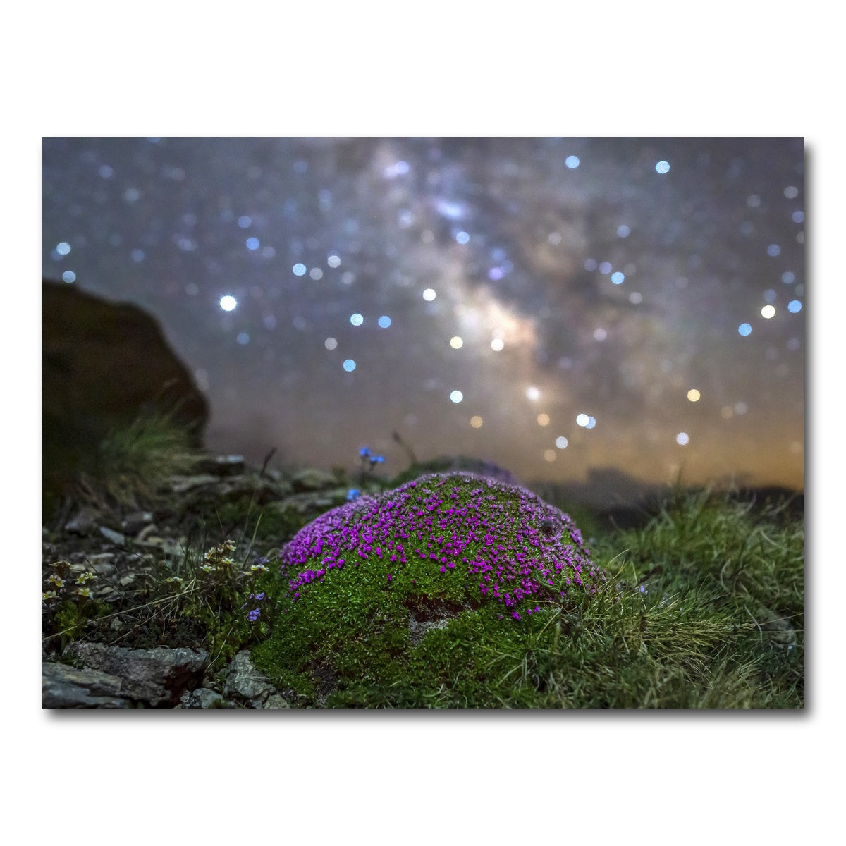 AUTO-MOCKUP WHITE | Star Studded Silene | 1 Piece | Gallery Wrap Canvas | group=4x3