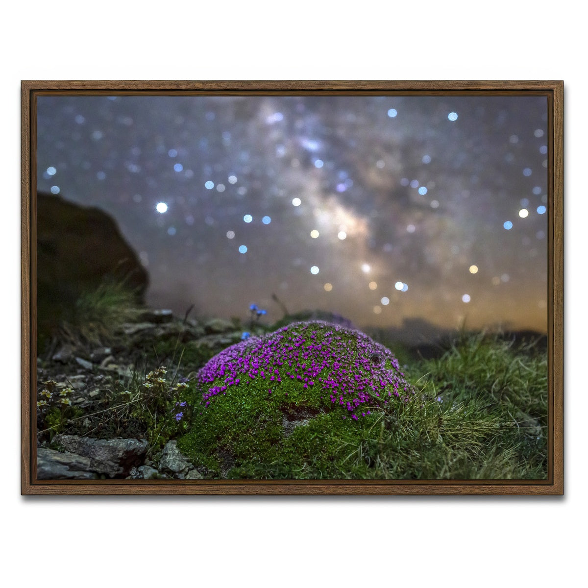 AUTO-MOCKUP WHITE | Star Studded Silene | 1 Piece | Walnut Framed Canvas | group=4x3