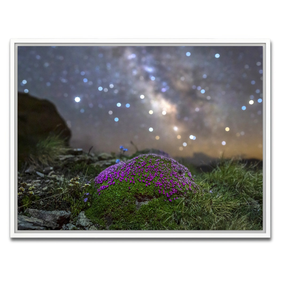 AUTO-MOCKUP WHITE | Star Studded Silene | 1 Piece | White Framed Canvas | group=4x3