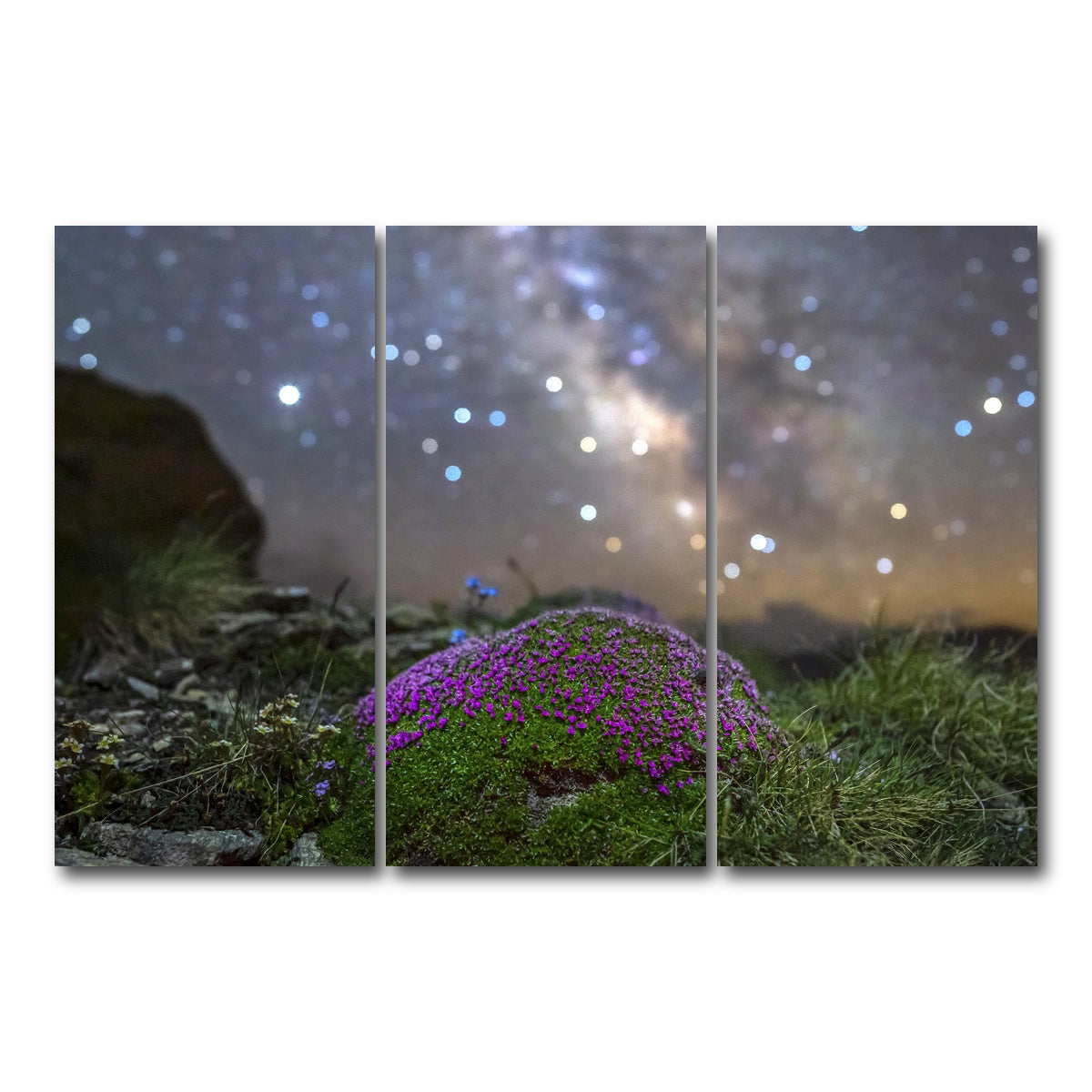 AUTO-MOCKUP WHITE | Star Studded Silene | 3 Piece | Gallery Wrap Canvas | group=12x24