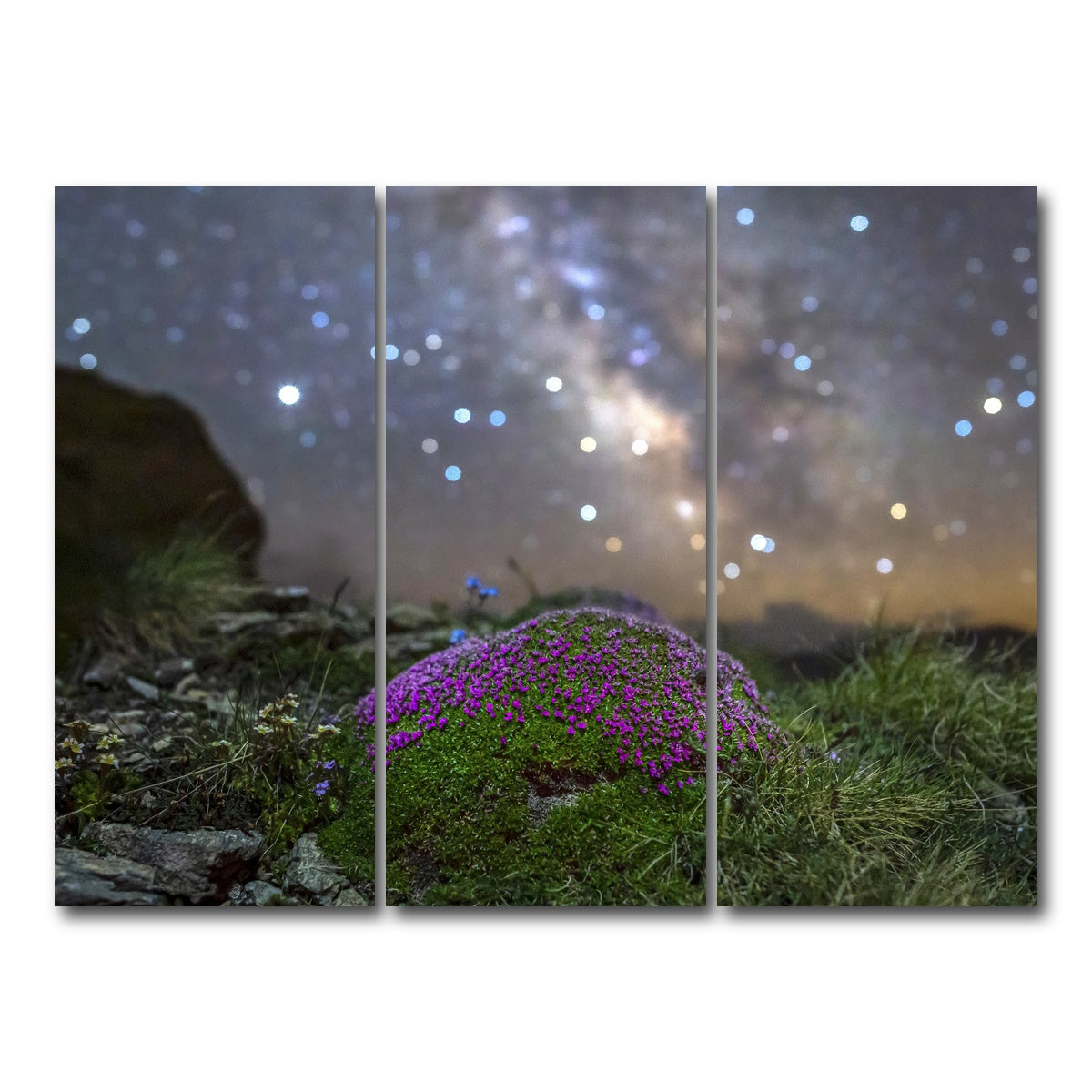 AUTO-MOCKUP WHITE | Star Studded Silene | 3 Piece | Gallery Wrap Canvas | group=8x18