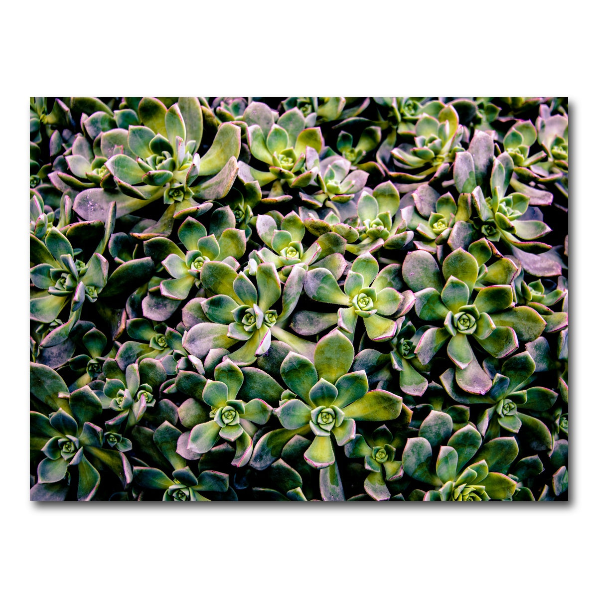 AUTO-MOCKUP WHITE | Succulents | 1 Piece | Gallery Wrap Canvas | group=4x3
