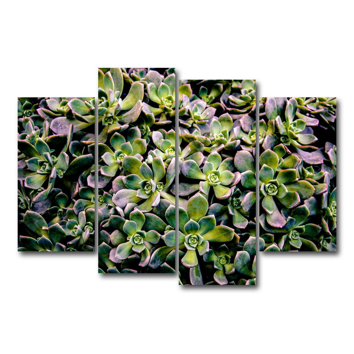 AUTO-MOCKUP WHITE | Succulents | 4 Piece | Gallery Wrap Canvas | group=4_short