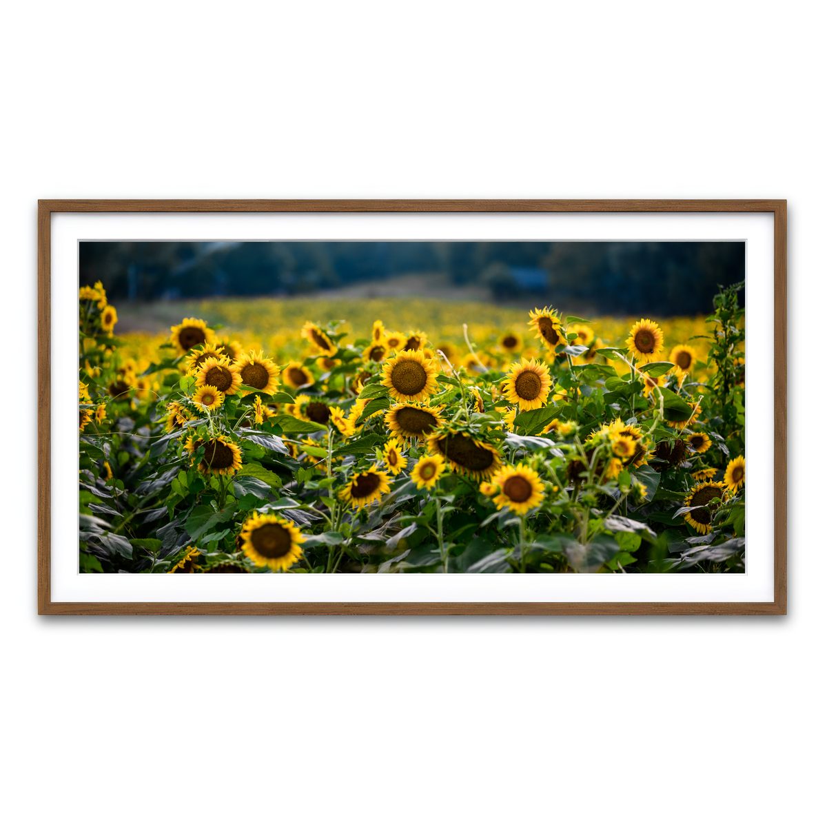 Framed Print 2x1 Walnut