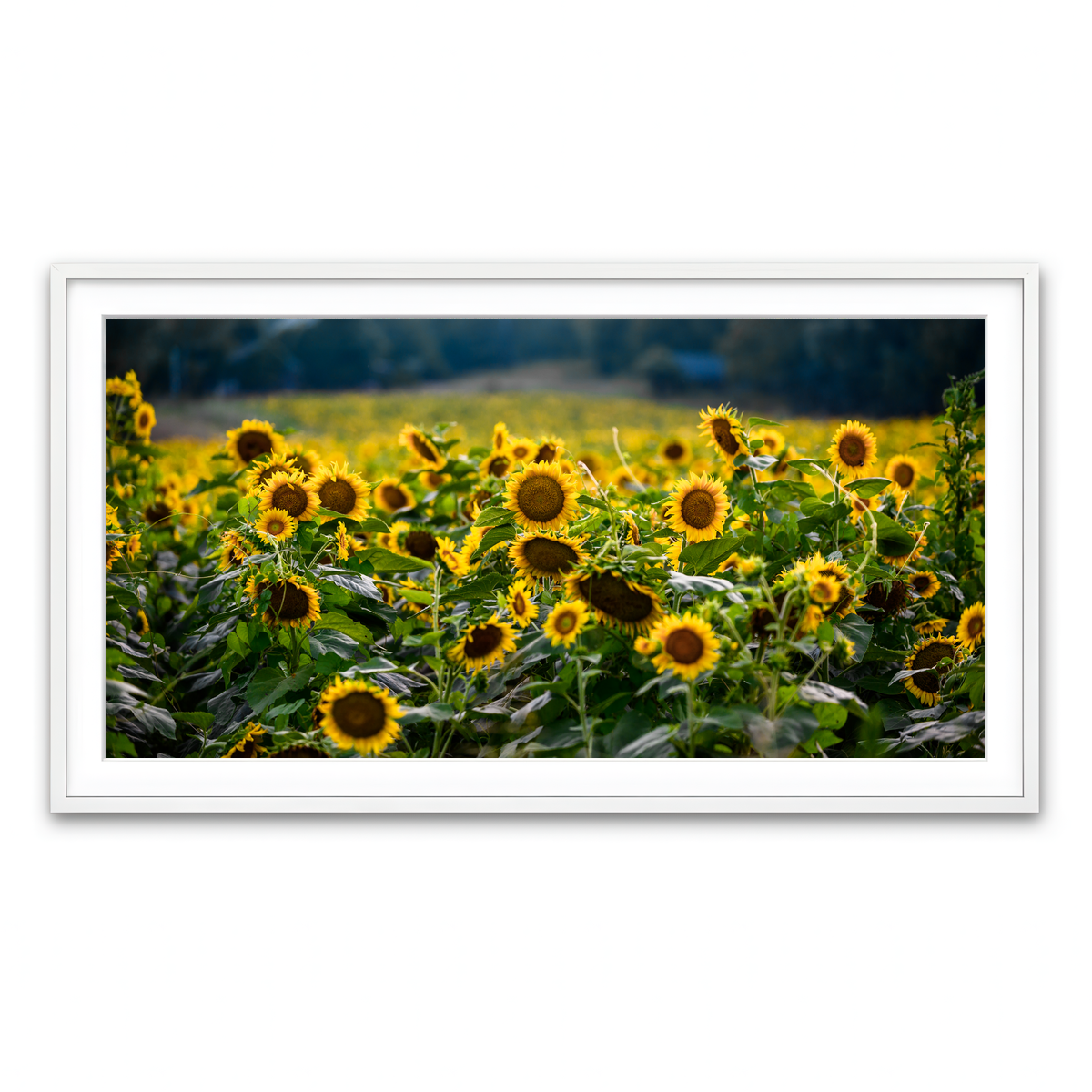 Framed Print 2x1 White