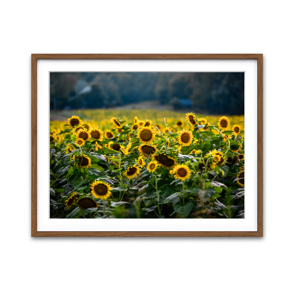 Framed Print 4x3 Walnut