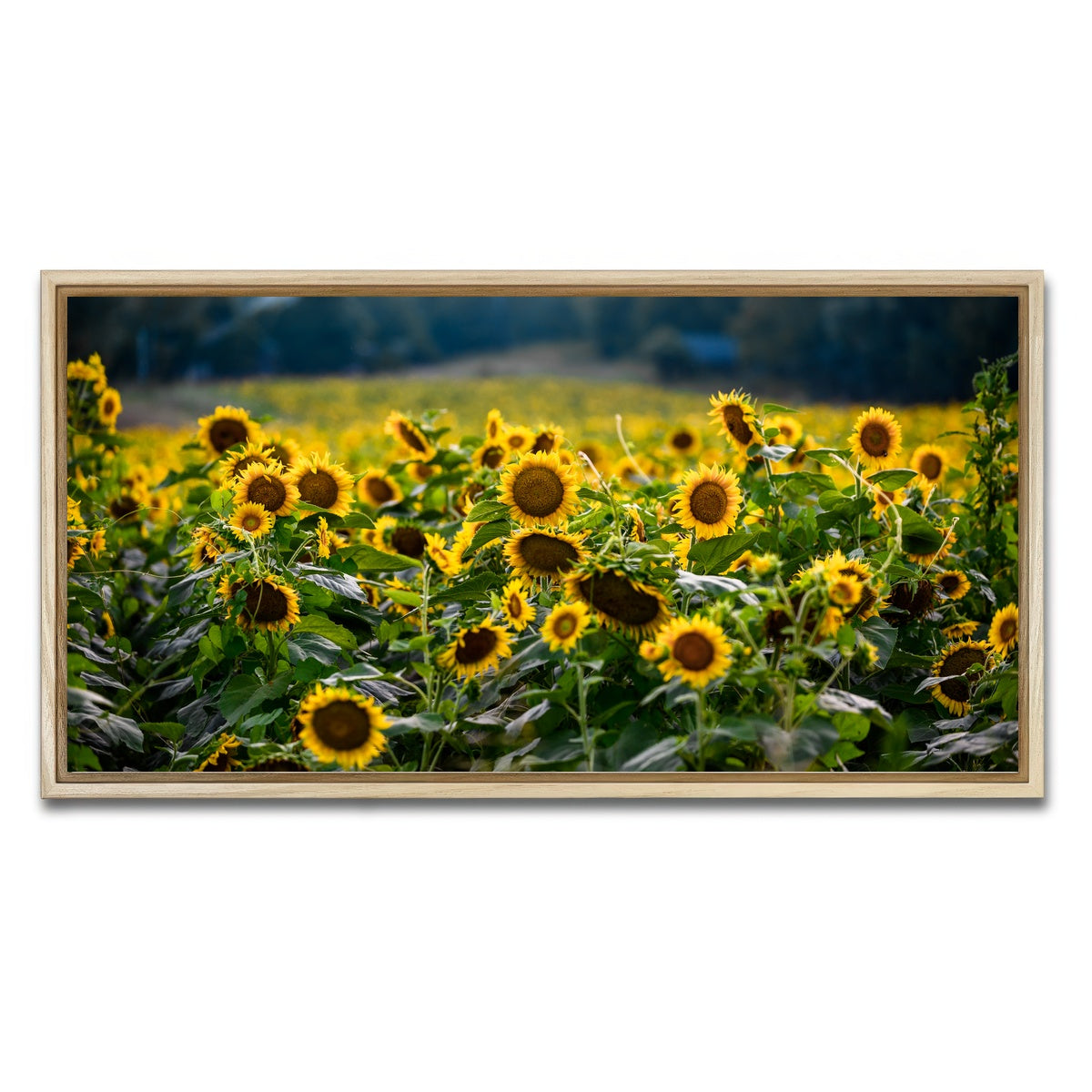 AUTO-MOCKUP WHITE | Sunflower Field | 1 Piece | Natural Framed Canvas | group=2x1
