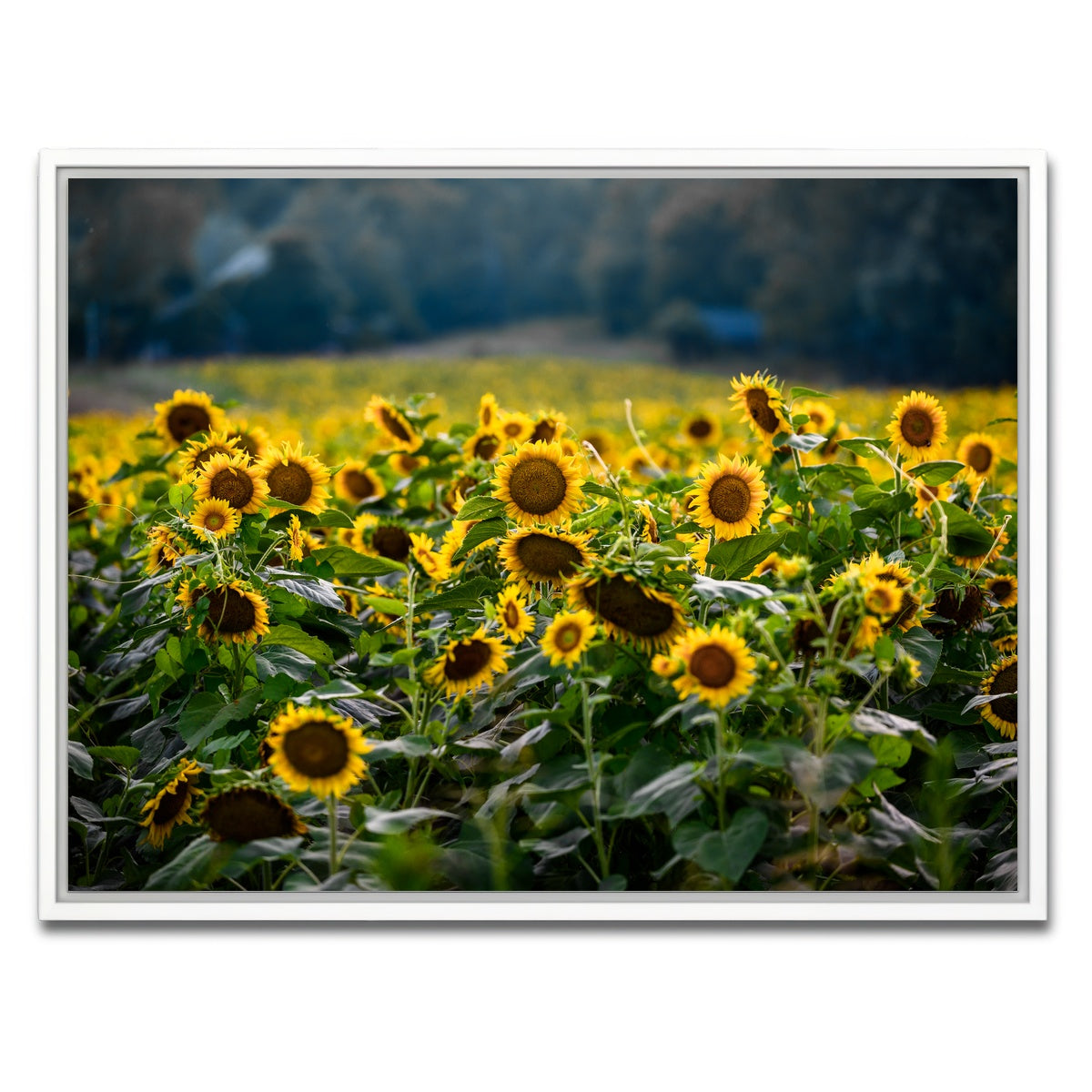 AUTO-MOCKUP WHITE | Sunflower Field | 1 Piece | White Framed Canvas | group=4x3