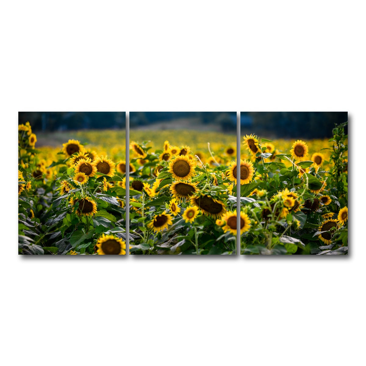 AUTO-MOCKUP WHITE | Sunflower Field | 3 Piece | Gallery Wrap Canvas | group=18x24
