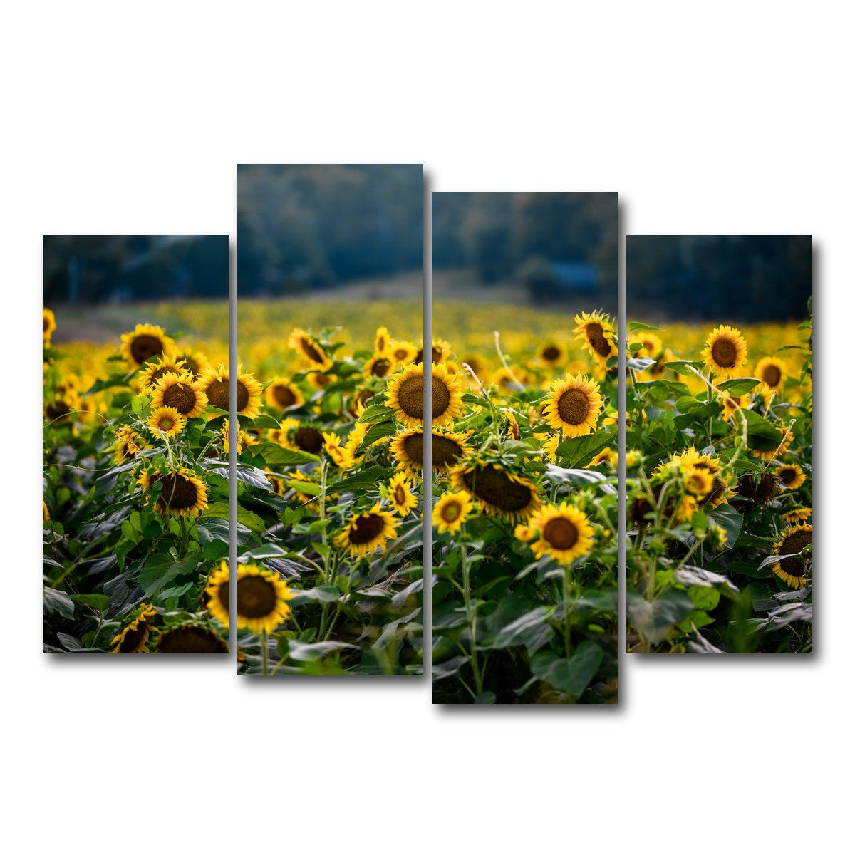 AUTO-MOCKUP WHITE | Sunflower Field | 4 Piece | Gallery Wrap Canvas | group=4_normal