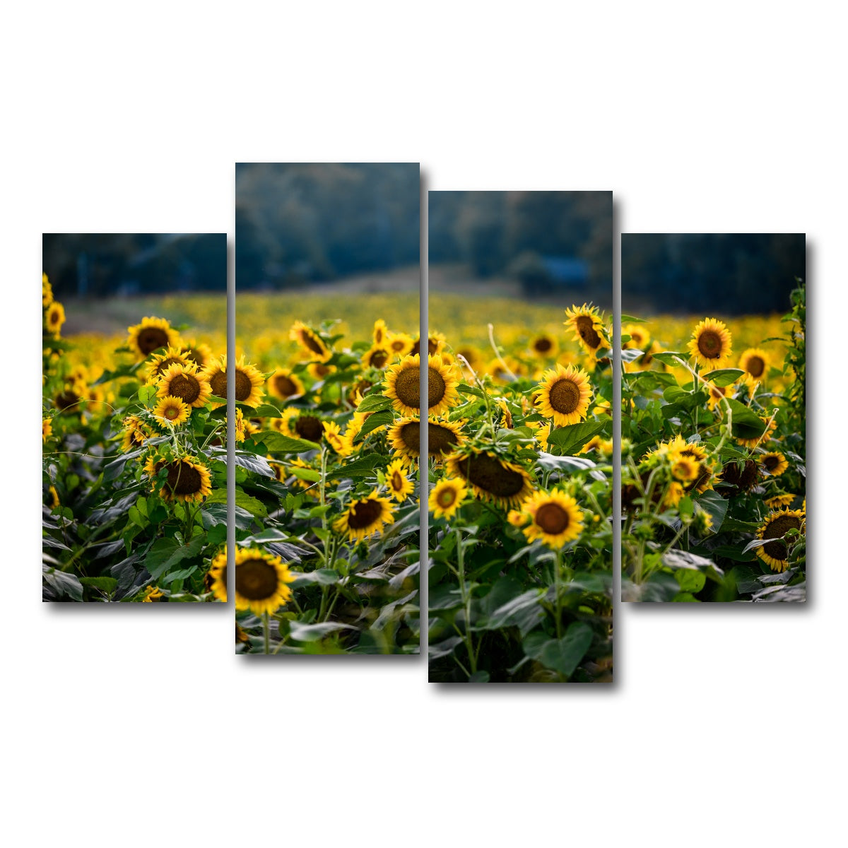 AUTO-MOCKUP WHITE | Sunflower Field | 4 Piece | Gallery Wrap Canvas | group=4_short