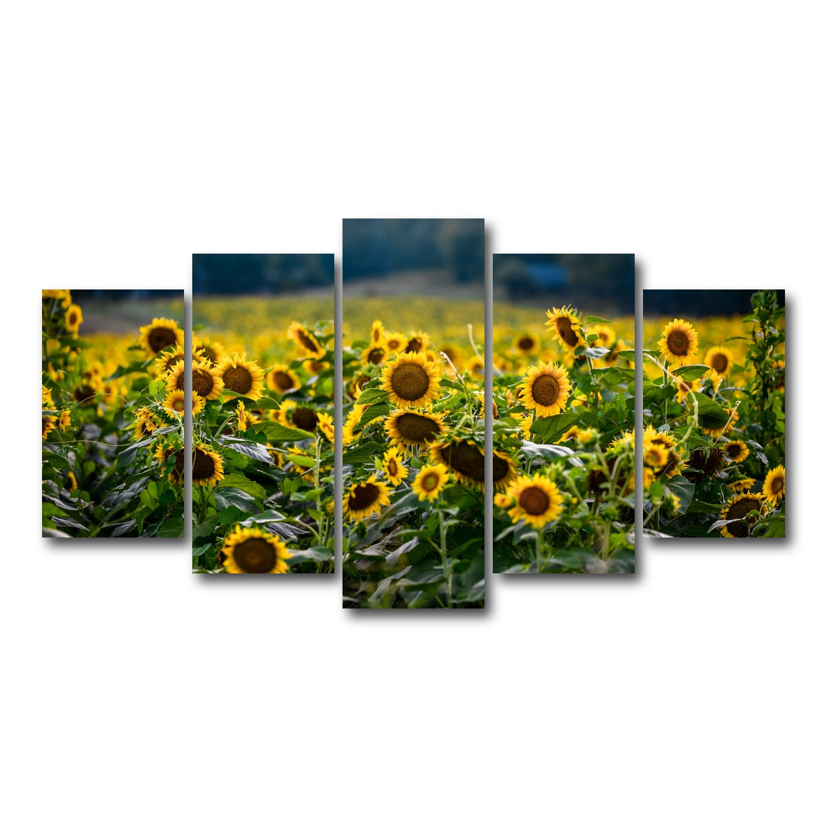 AUTO-MOCKUP WHITE | Sunflower Field | 5 Piece | Gallery Wrap Canvas | group=5_normal