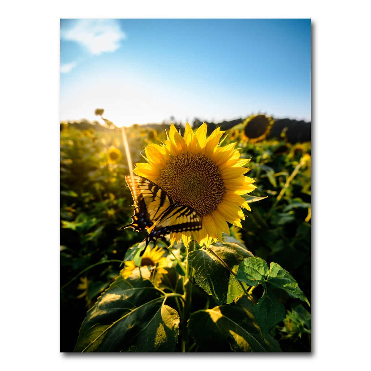 AUTO-MOCKUP WHITE | Sunflower Love | 1 Piece | Gallery Wrap Canvas | group=3x4