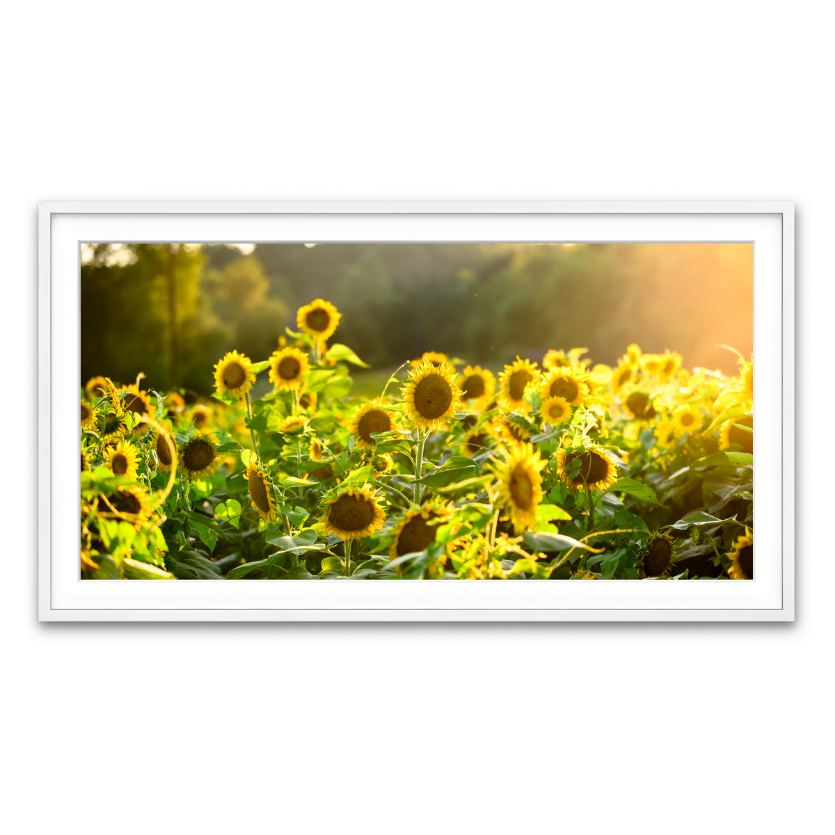Framed Print 2x1 White