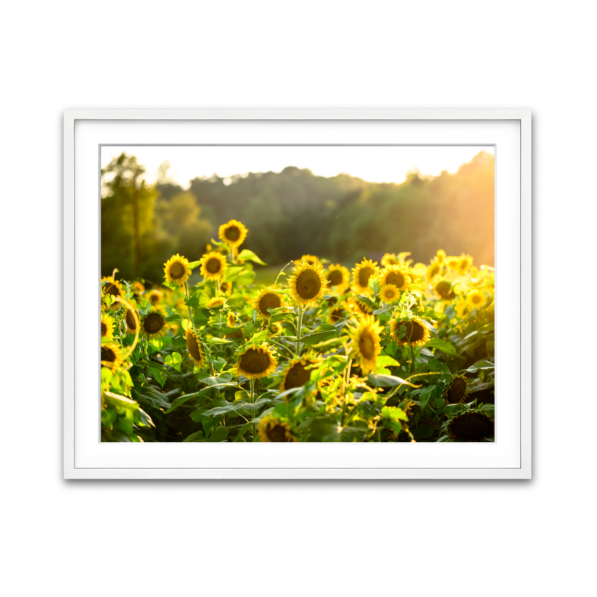 Framed Print 4x3 White