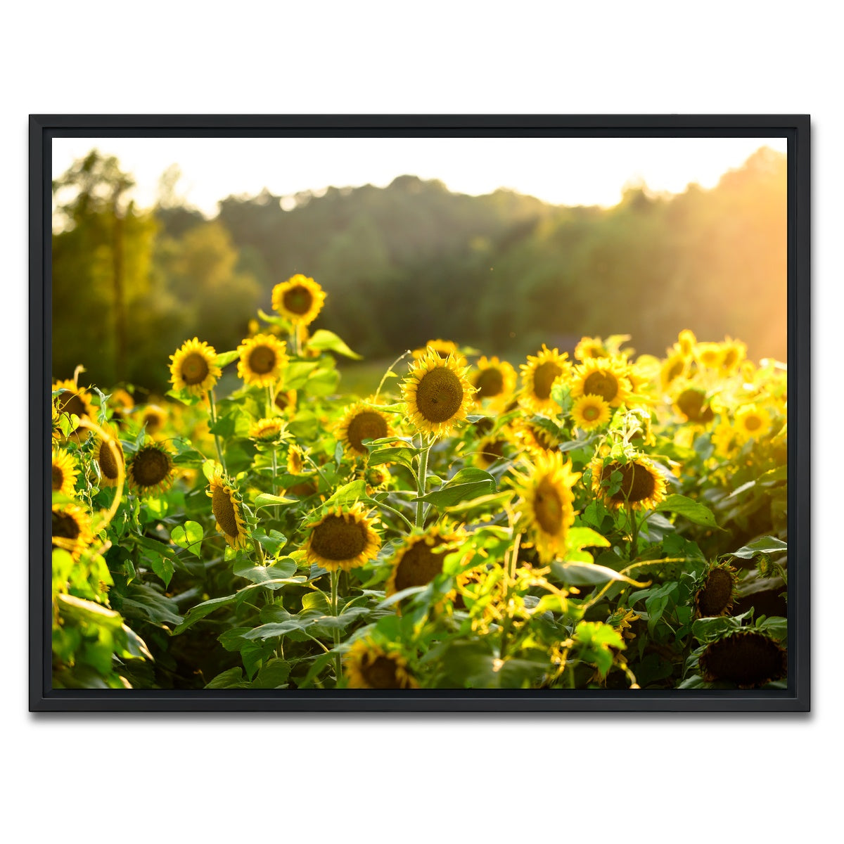 AUTO-MOCKUP WHITE | Sunflower Sunshine | 1 Piece | Black Framed Canvas | group=4x3