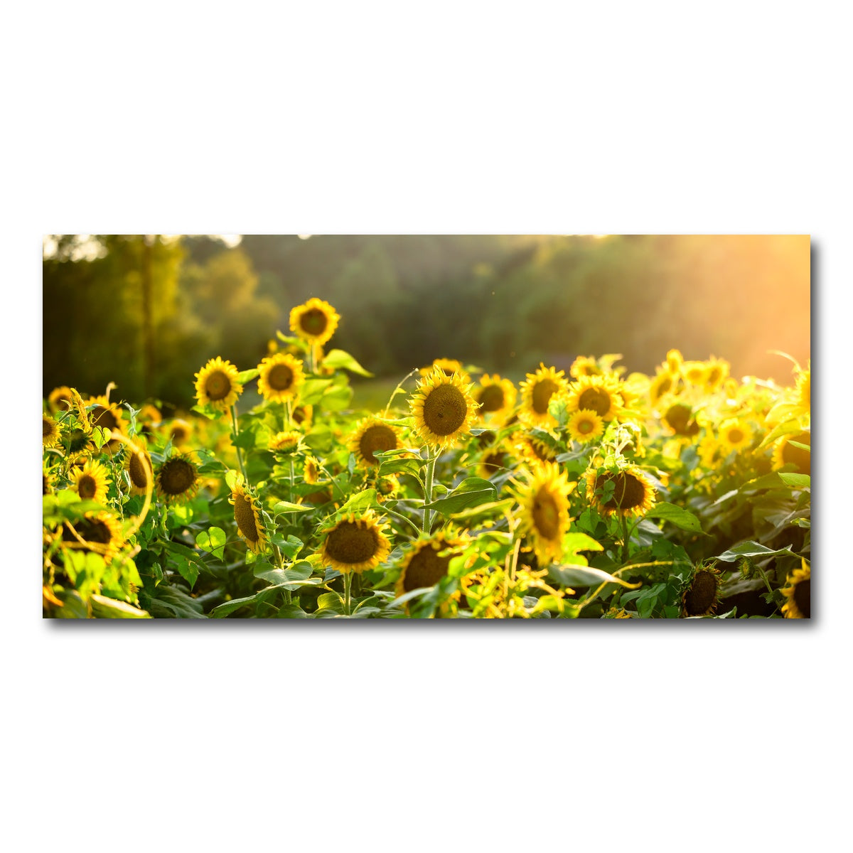 AUTO-MOCKUP WHITE | Sunflower Sunshine | 1 Piece | Gallery Wrap Canvas | group=2x1