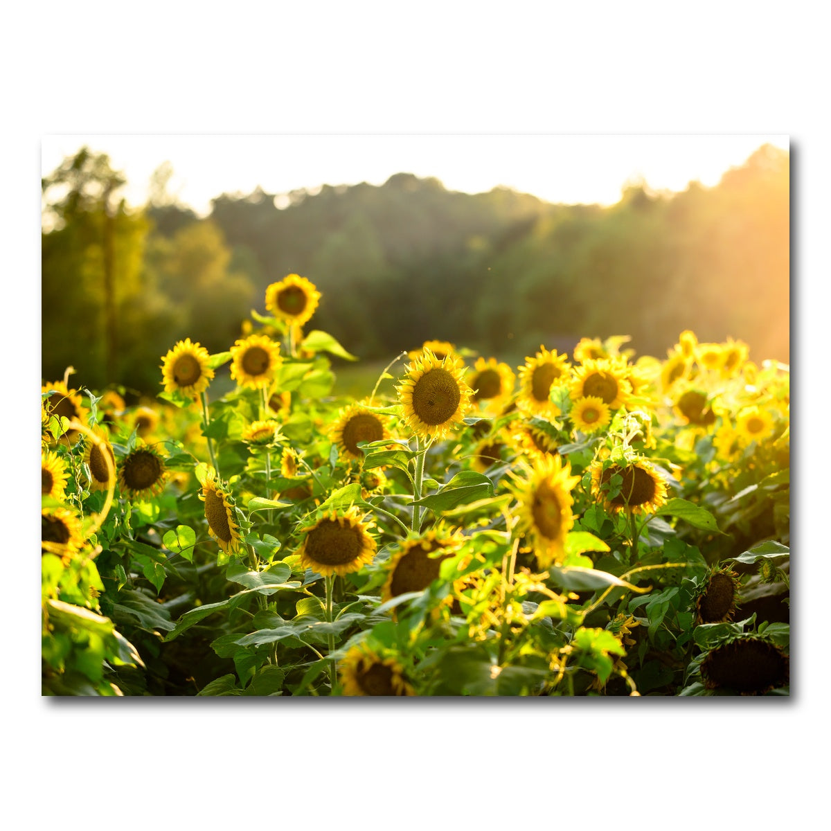 AUTO-MOCKUP WHITE | Sunflower Sunshine | 1 Piece | Gallery Wrap Canvas | group=4x3