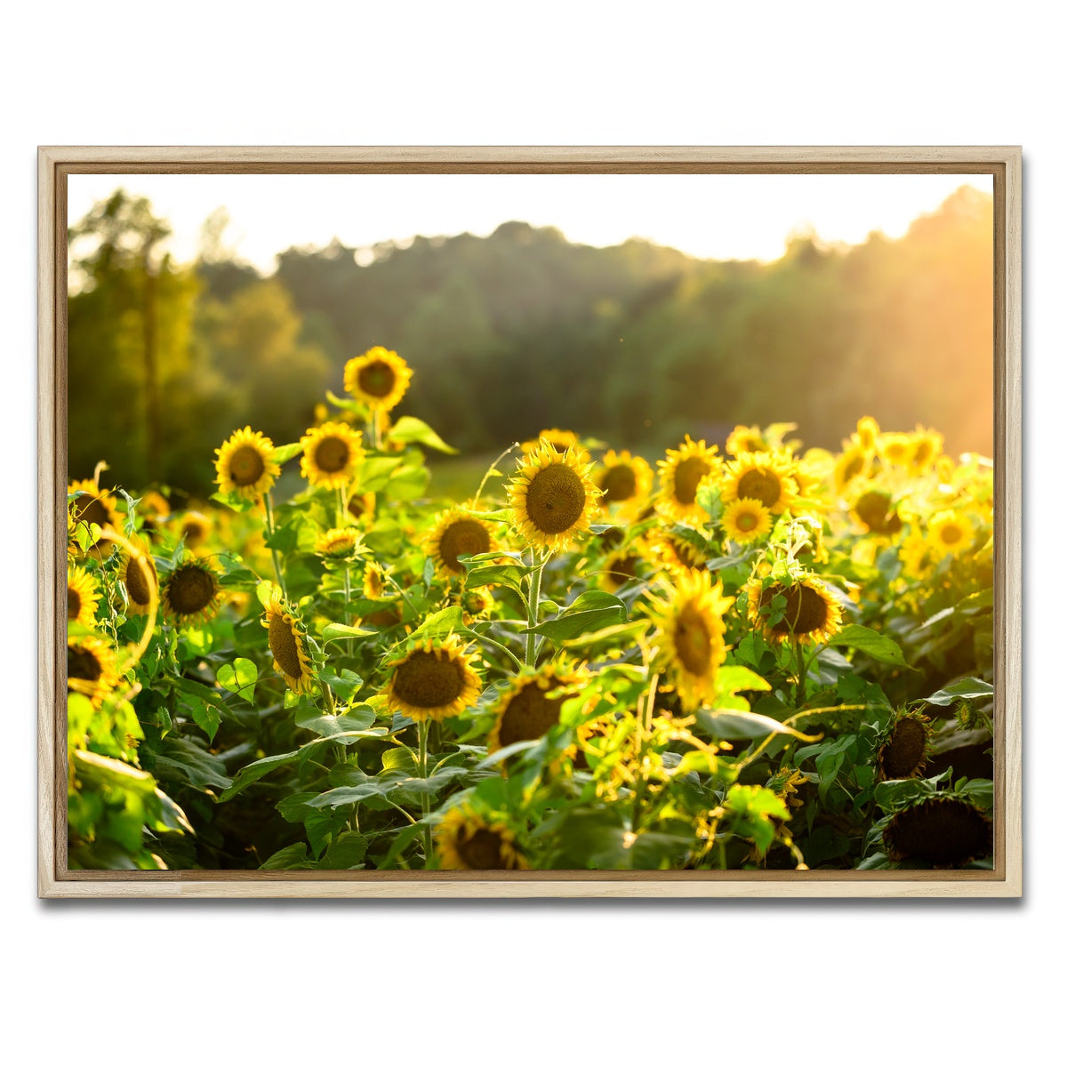 AUTO-MOCKUP WHITE | Sunflower Sunshine | 1 Piece | Natural Framed Canvas | group=4x3