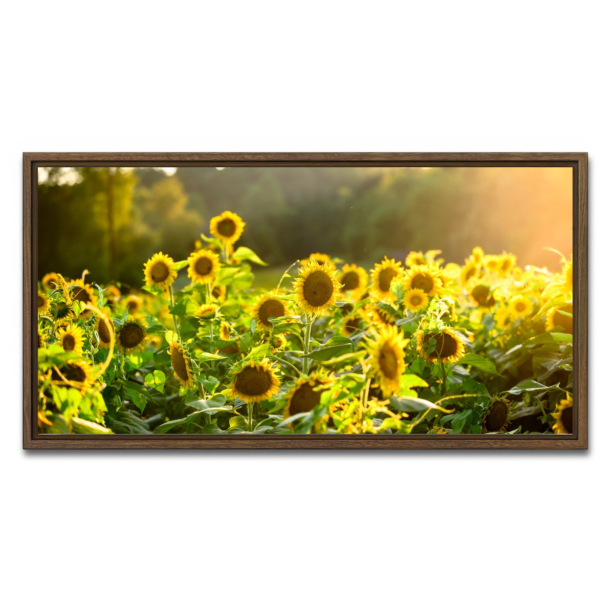 AUTO-MOCKUP WHITE | Sunflower Sunshine | 1 Piece | Walnut Framed Canvas | group=2x1