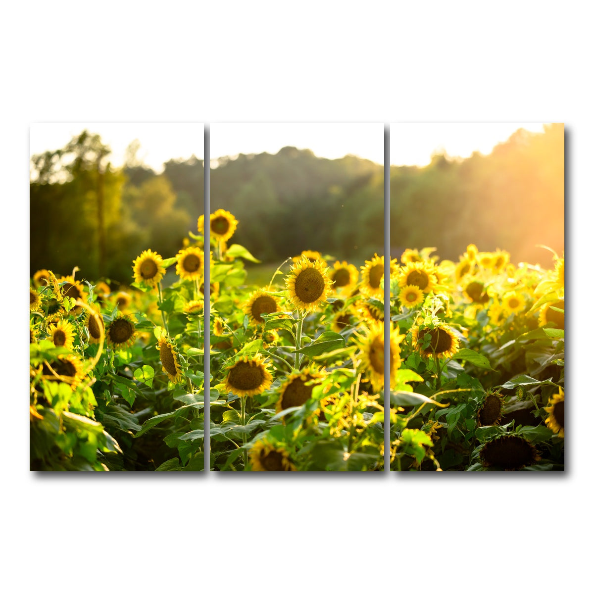 AUTO-MOCKUP WHITE | Sunflower Sunshine | 3 Piece | Gallery Wrap Canvas | group=12x24