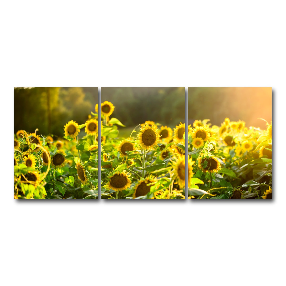 AUTO-MOCKUP WHITE | Sunflower Sunshine | 3 Piece | Gallery Wrap Canvas | group=18x24