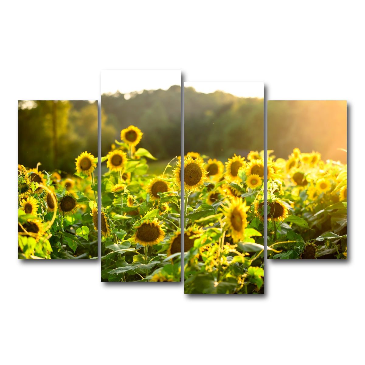 AUTO-MOCKUP WHITE | Sunflower Sunshine | 4 Piece | Gallery Wrap Canvas | group=4_short