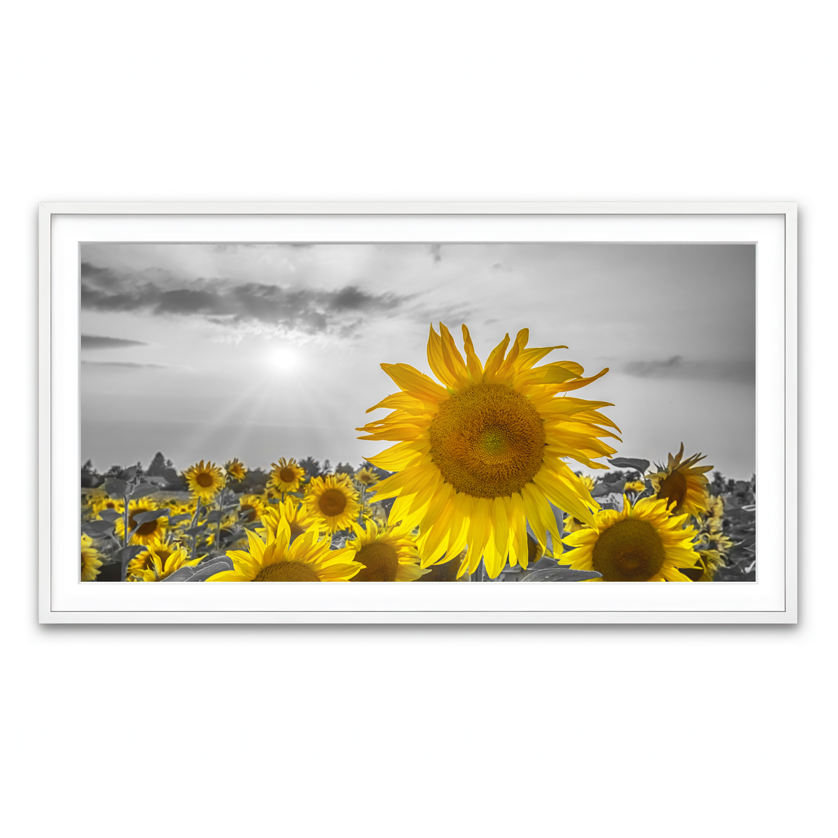 Framed Print 2x1 White