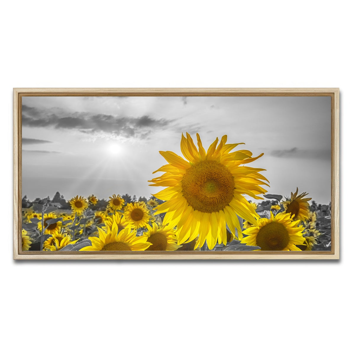 AUTO-MOCKUP WHITE | Sunflower field - yellow color pop | 1 Piece | Natural Framed Canvas | group=2x1