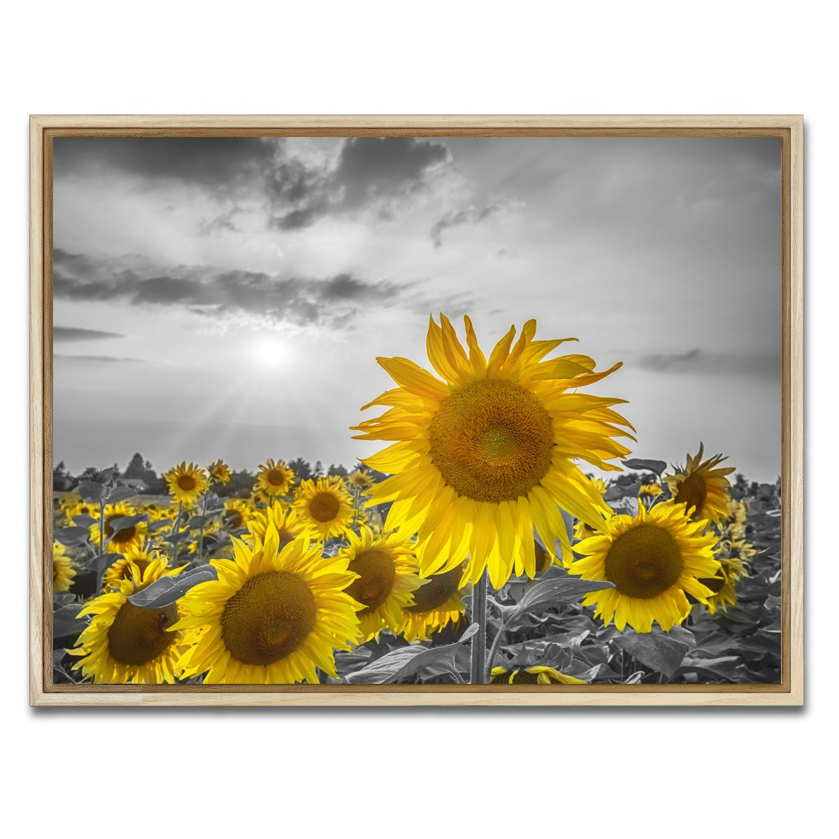 AUTO-MOCKUP WHITE | Sunflower field - yellow color pop | 1 Piece | Natural Framed Canvas | group=4x3