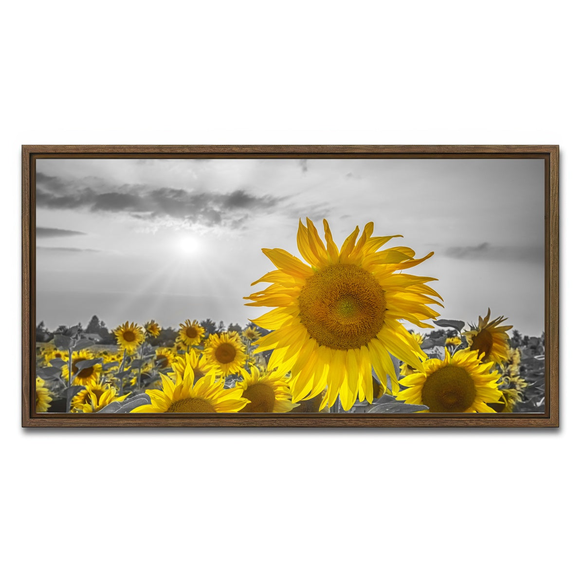 AUTO-MOCKUP WHITE | Sunflower field - yellow color pop | 1 Piece | Walnut Framed Canvas | group=2x1