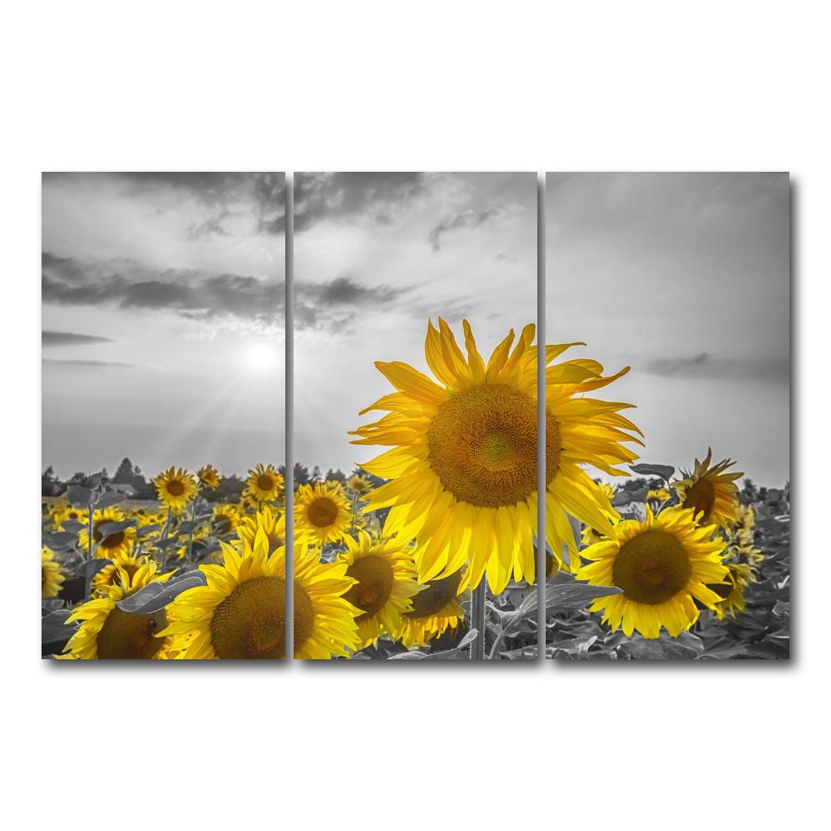 AUTO-MOCKUP WHITE | Sunflower field - yellow color pop | 3 Piece | Gallery Wrap Canvas | group=12x24