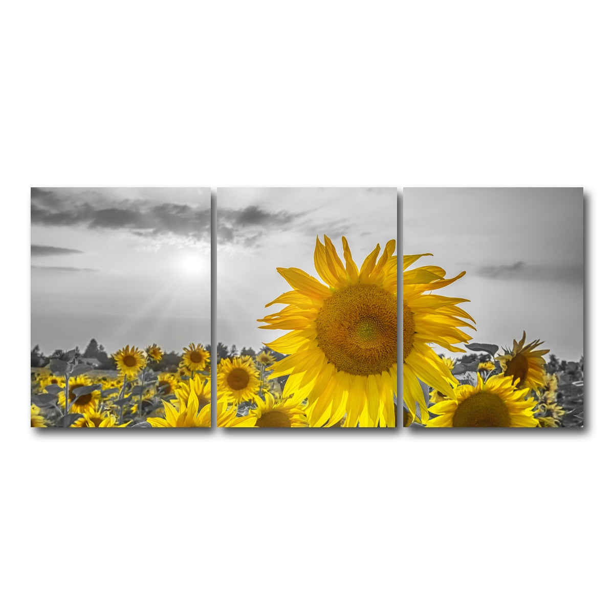 AUTO-MOCKUP WHITE | Sunflower field - yellow color pop | 3 Piece | Gallery Wrap Canvas | group=18x24