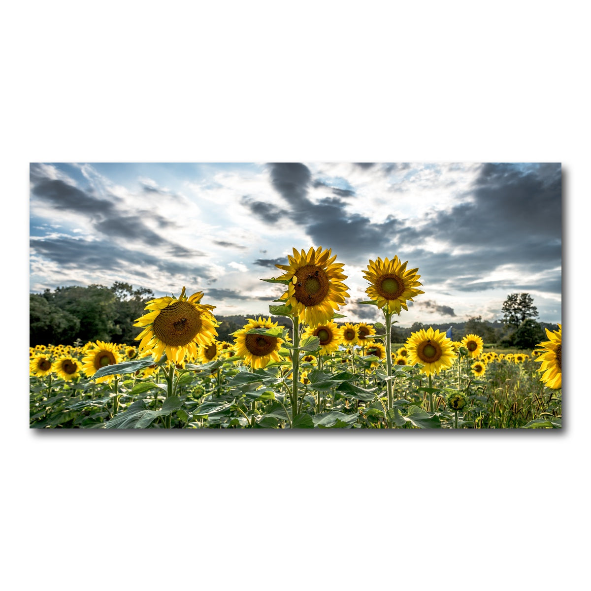 AUTO-MOCKUP WHITE | Sunflowers | 1 Piece | Gallery Wrap Canvas | group=2x1