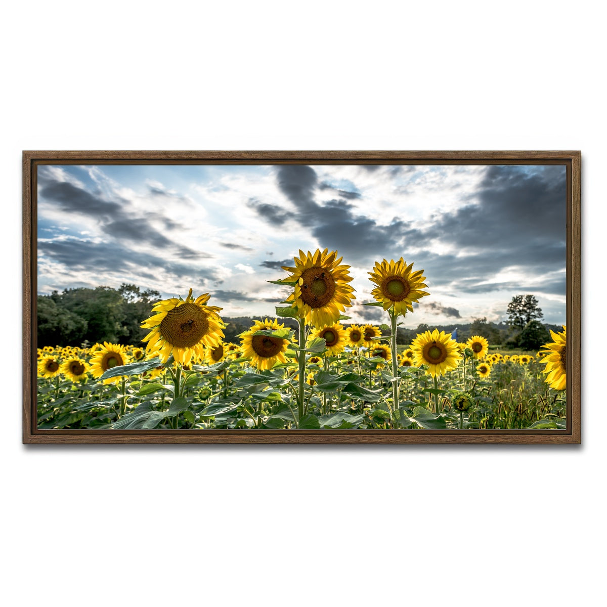 AUTO-MOCKUP WHITE | Sunflowers | 1 Piece | Walnut Framed Canvas | group=2x1