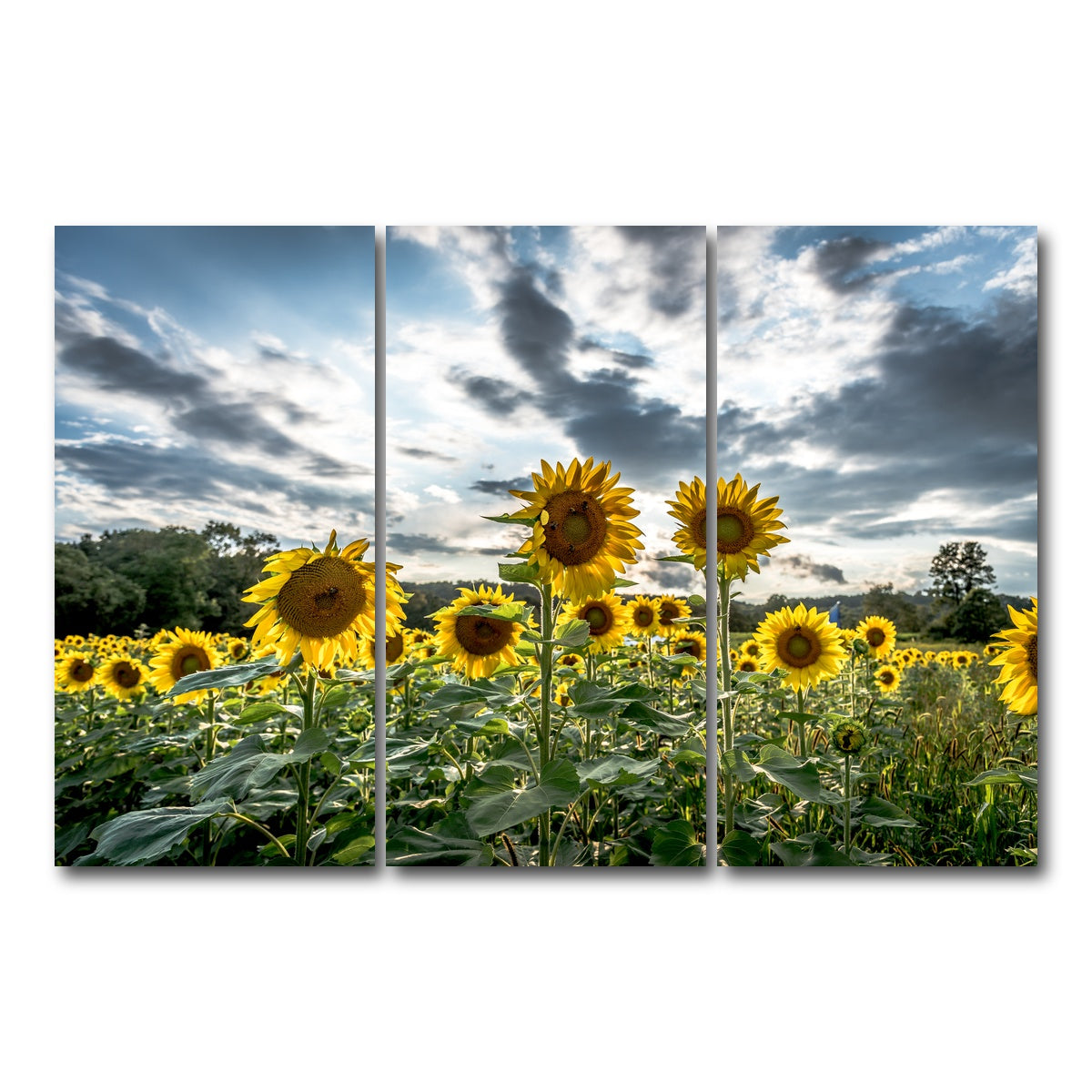 AUTO-MOCKUP WHITE | Sunflowers | 3 Piece | Gallery Wrap Canvas | group=12x24