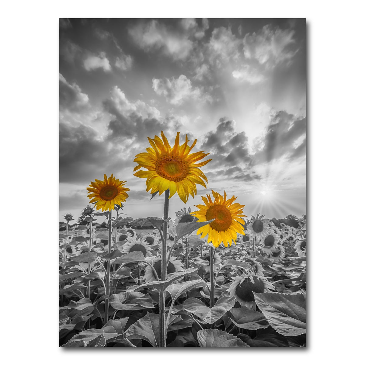 AUTO-MOCKUP WHITE | Sunflowers in Sunset Yellow Color Pop | 1 Piece | Gallery Wrap Canvas | group=3x4