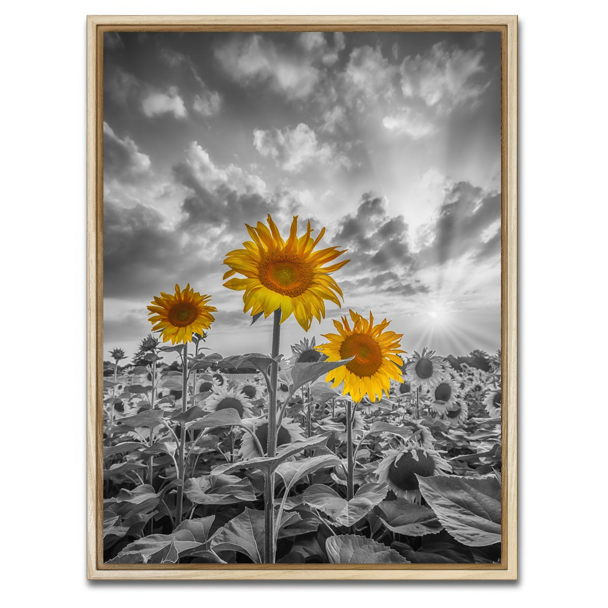 AUTO-MOCKUP WHITE | Sunflowers in Sunset Yellow Color Pop | 1 Piece | Natural Framed Canvas | group=3x4