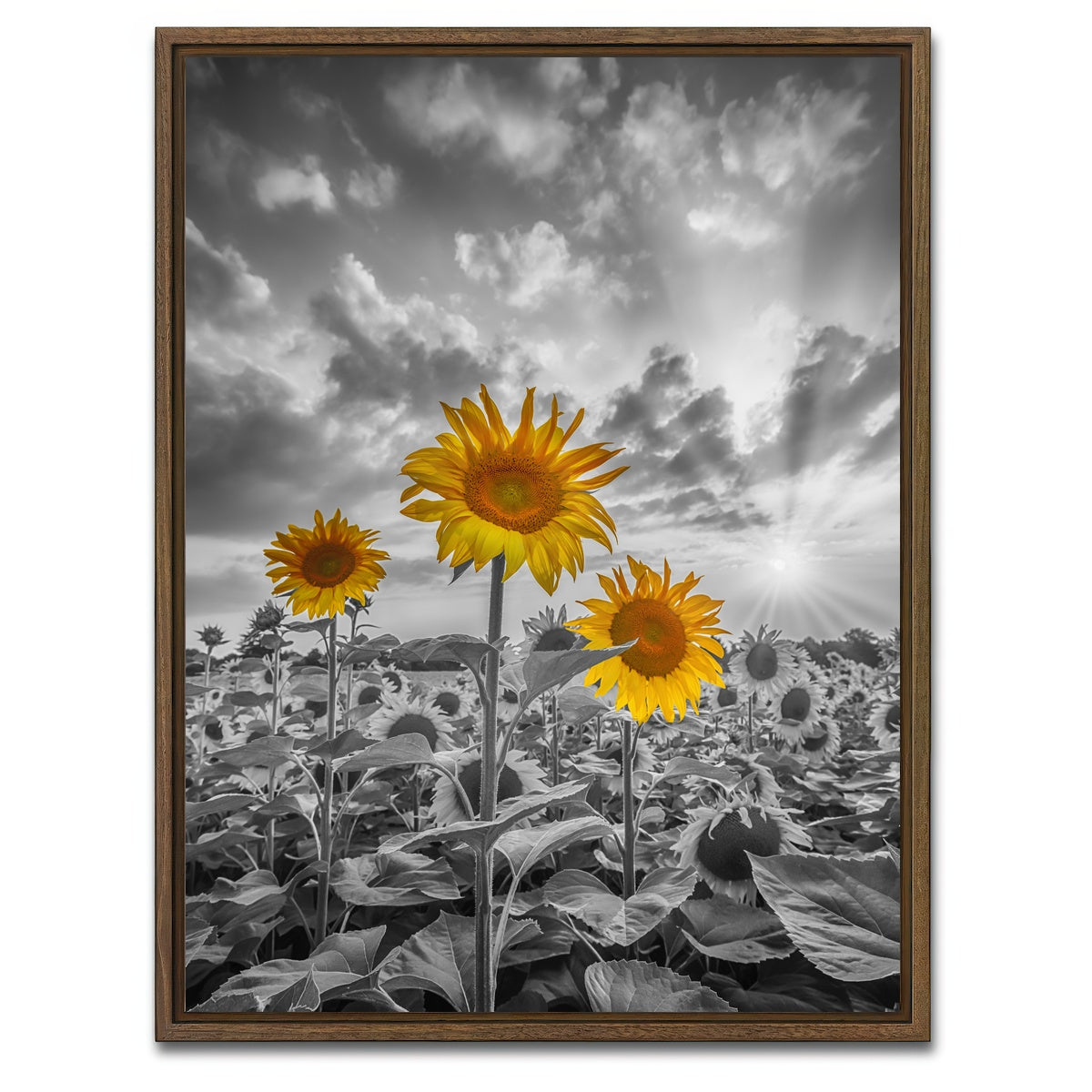 AUTO-MOCKUP WHITE | Sunflowers in Sunset Yellow Color Pop | 1 Piece | Walnut Framed Canvas | group=3x4