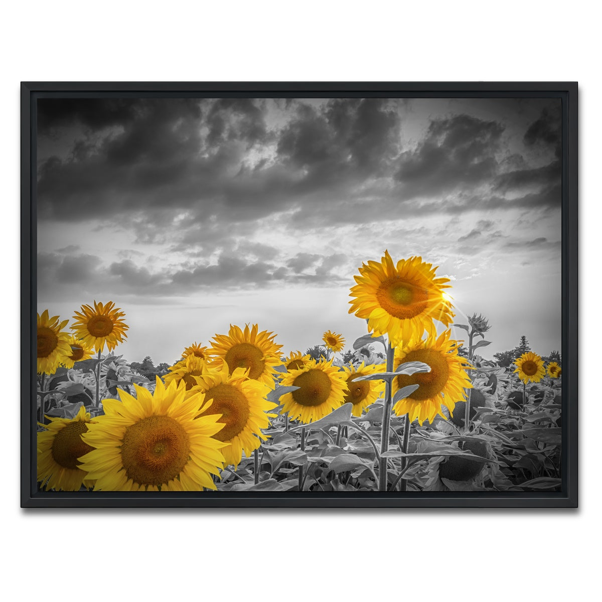 AUTO-MOCKUP WHITE | Sunflowers in the evening | 1 Piece | Black Framed Canvas | group=4x3