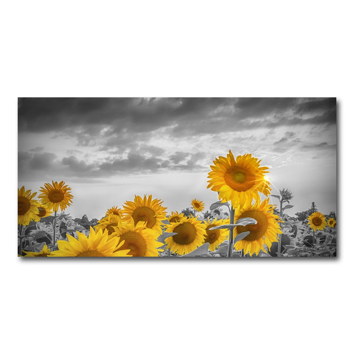 AUTO-MOCKUP WHITE | Sunflowers in the evening | 1 Piece | Gallery Wrap Canvas | group=2x1