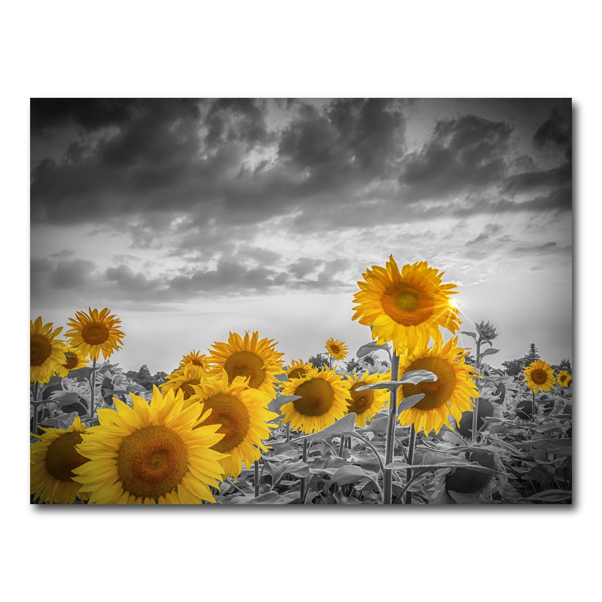 AUTO-MOCKUP WHITE | Sunflowers in the evening | 1 Piece | Gallery Wrap Canvas | group=4x3