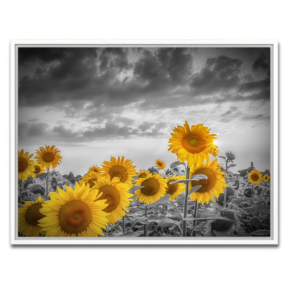 AUTO-MOCKUP WHITE | Sunflowers in the evening | 1 Piece | White Framed Canvas | group=4x3