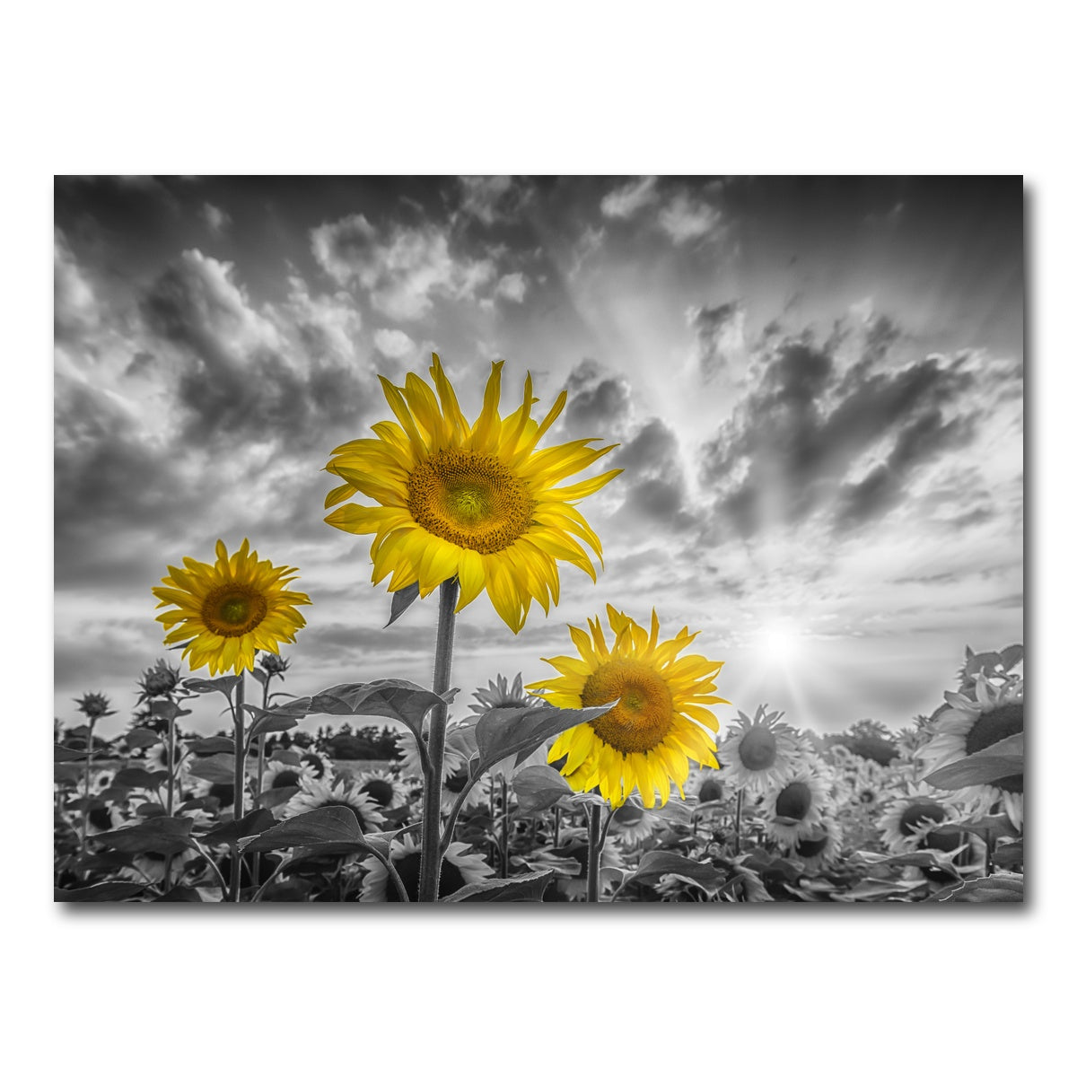 AUTO-MOCKUP WHITE | Sunflowers yellow color pop | 1 Piece | Gallery Wrap Canvas | group=4x3