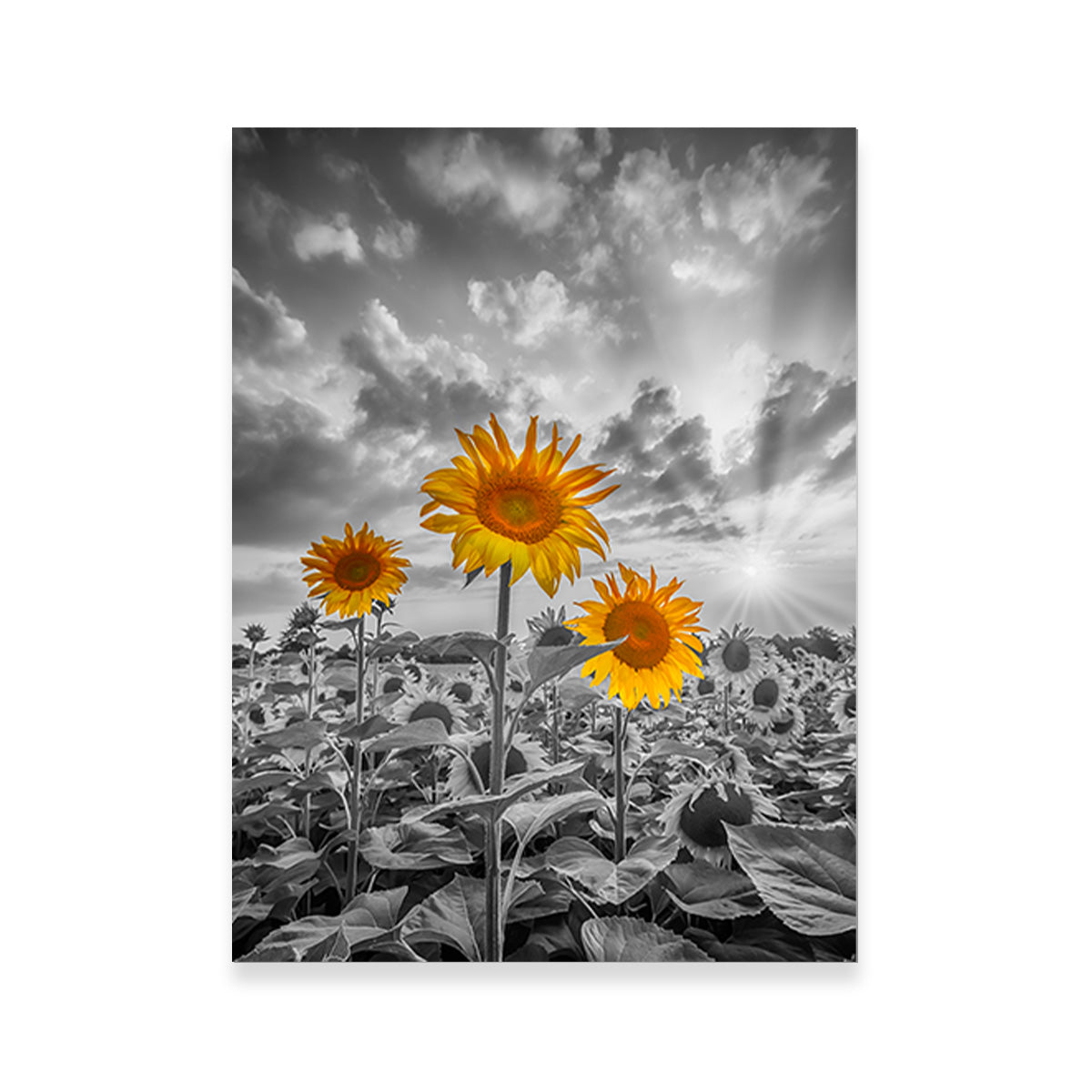 Sunflowers in Sunset Yellow Color Pop Wall Art