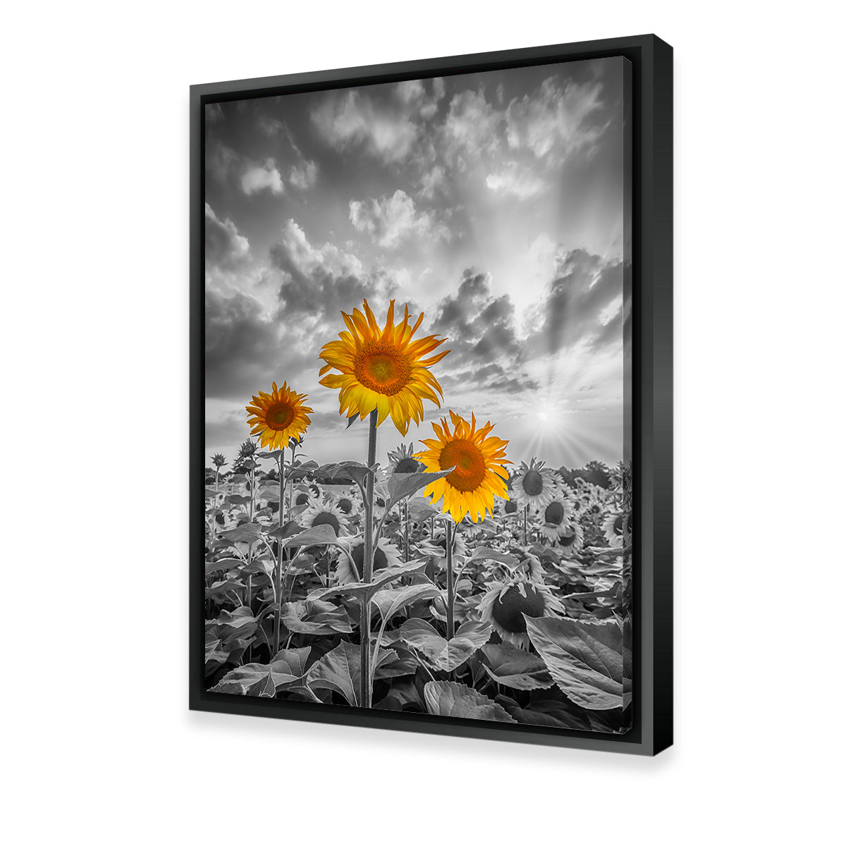 Sunflowers in Sunset Yellow Color Pop Wall Art