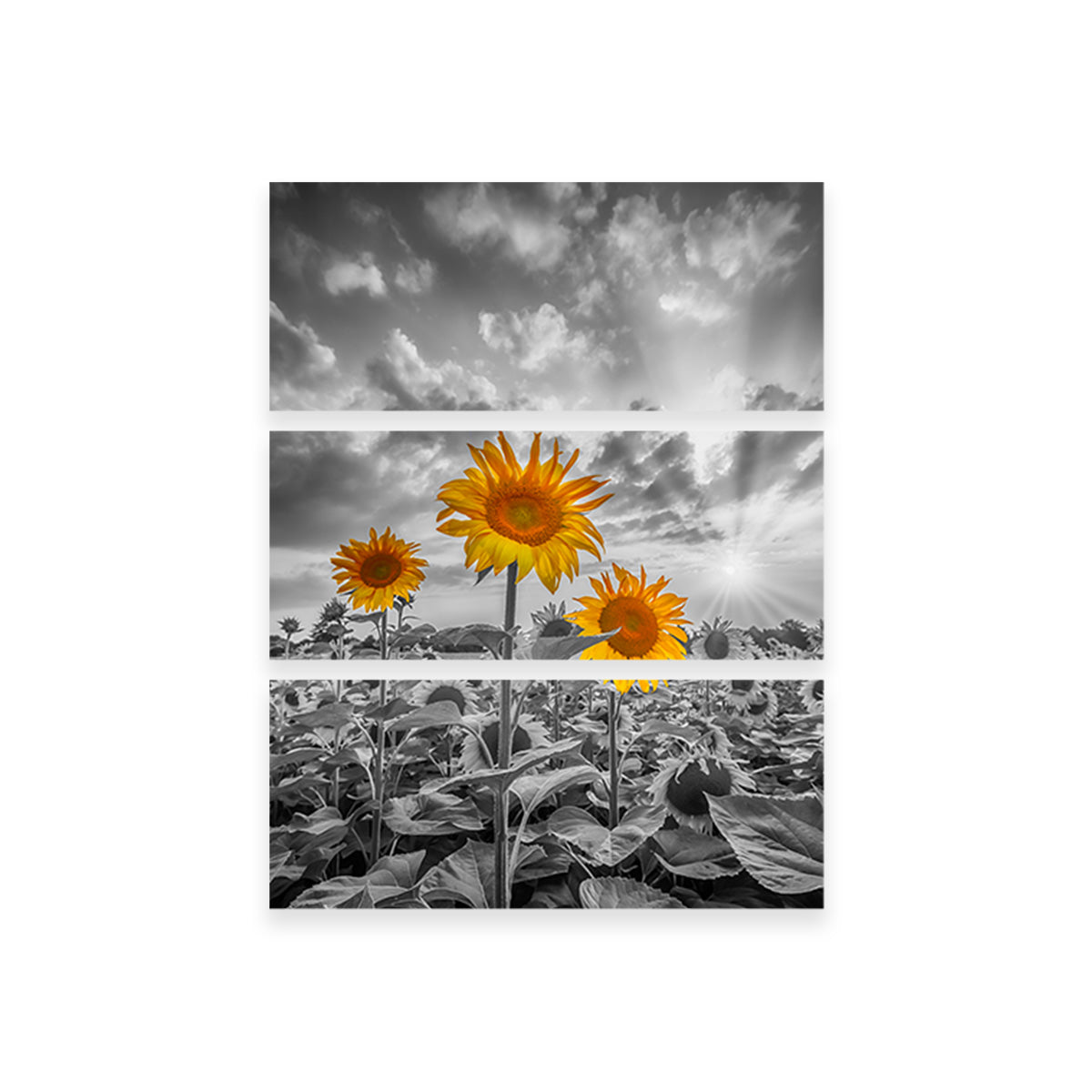 Sunflowers in Sunset Yellow Color Pop Wall Art